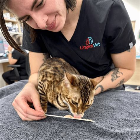 veterinarians in the villages florida|UrgentVet The Villages Vet Clinic .